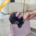 MISTY - FEMALE (PURCHASED by ANONYMOUS)