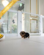 ANNIE - FEMALE (PURCHASED by VIOLETTA) - Image 7