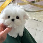 GRACE - FEMALE (PURCHASED by SHANNON)