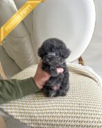 ZELDA - FEMALE (PURCHASED by BAHAR) - Image 2