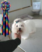 LACEY - FEMALE (PURCHASED by LAUREN) - Image 5