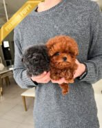 COCO - FEMALE (PURCHASED by CHO) - Image 6