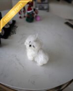 VALENTINA - FEMALE (PURCHASED by ANONYMOUS) - Image 4