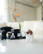 ALFIE - MALE (PURCHASED by JAMEEL) - Image 3