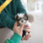 BRUNO - MALE (PURCHASED by NATASHA)