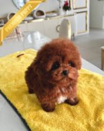 TEDDY - MALE (PURCHASED by LAUREN) - Image 5