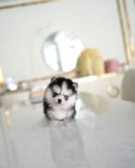 COCO - FEMALE (PURCHASED by TRIANA) - Image 2