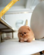 BUTTERS - MALE (PURCHASED by ANONYMOUS)