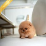 BUTTERS - MALE (PURCHASED by ANONYMOUS)