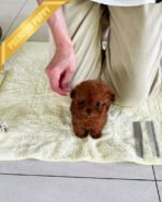 TORY - MALE (PURCHASED by ALICE) - Image 2