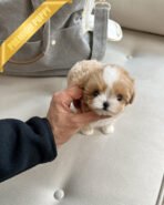 BOGART - MALE  (PURCHASED by CESAR) - Image 3