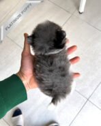 MARCO - MALE (PURCHASED by MICHAEL) - Image 8