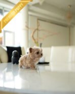 MYLES - MALE (PURCHASED by KIRK) - Image 6