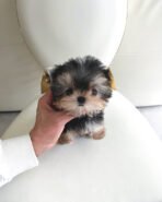 BAXTER - MALE (PURCHASED by DREAM)