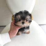 BAXTER - MALE (PURCHASED by DREAM)