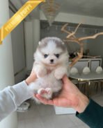 LUNA - FEMALE (PURCHASED by ROSIE)