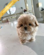 HAZEL - FEMALE (PURCHASED by SAMIRA)