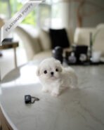 VALENTINA - FEMALE (PURCHASED by MARIANA) - Image 3