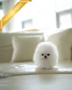 TAYLOR - FEMALE (PURCHASED by KARLA) - Image 3