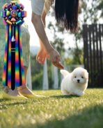 AGGIE - FEMALE (PURCHASED by TAMMIE) - Image 4