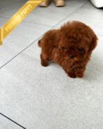 AMELIA - FEMALE (PURCHASED by MARIANA) - Image 5