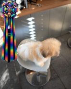 FROSTY - MALE (PURCHASED by DEDDY) - Image 4