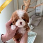 CHLOE - FEMALE (PURCHASED by EVA)