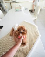 CHANEL - FEMALE (PURCHASED by LISA)