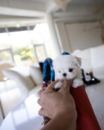 SOMI - FEMALE (PURCHASED by CHO) - Image 2