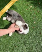 NOVA - FEMALE (PURCHASED by LIA) - Image 7