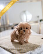 ESME - FEMALE (PURCHASED by LEE)