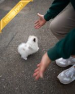 NELLIE- FEMALE (PURCHASED by PARK) - Image 6