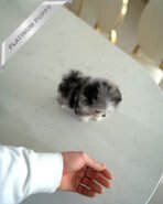 GISELLE - FEMALE (PURCHASED by KIM) - Image 4