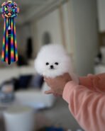 DOLCE - FEMALE (PURCHASED by ALEX) - Image 3