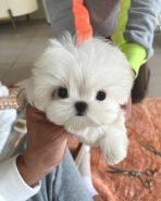 MASON - MALE (PURCHASED by BINGJIE)