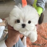 MASON - MALE (PURCHASED by BINGJIE)