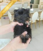 PIPER - MALE (PURCHASED by KATHY) - Image 2