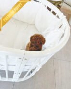 MONTY - MALE (PURCHASED by TAMARA) - Image 2