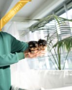 ZIGGY - MALE (PURCHASED by KIM) - Image 3