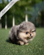 DIANA - FEMALE  (PURCHASED by TH)