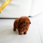 SIENNA - FEMALE (PURCHASED by  ROBERT)