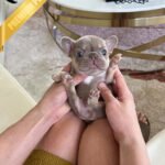 MAUVE - FEMALE (PURCHASED by ALEXIE)