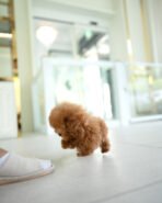 SIMON - MALE (PURCHASED by DEIDRA) - Image 3