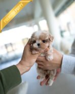 LALA - FEMALE (PURCHASED by LISA) - Image 3