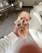 EWAN - MALE (PURCHASED by LAURA) - Image 2