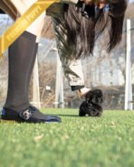 HUGO - MALE (PURCHASED by LOURDES) - Image 4