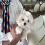 JADE - FEMALE (PURCHASED by MARIA)