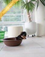 EMMA - FEMALE(PURCHASED by VINCENT) - Image 5