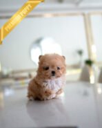 GIGI - FEMALE (PURCHASED by HANAN)