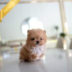 GIGI - FEMALE (PURCHASED by HANAN)